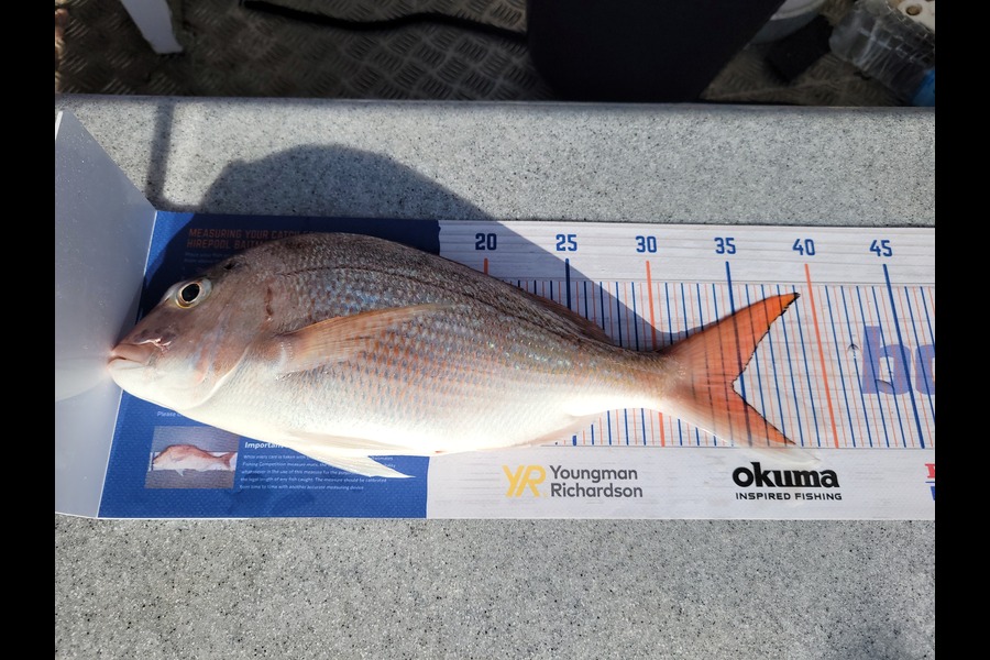 Daniel Hovenden caught this 34.5cm Snapper at Golden bay during The Hirepool Baitmates Fishing Comp