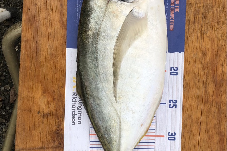 Nick Bridgeman caught this 40.0cm Trevally at Delaware Bay during The Hirepool Baitmates Fishing Comp