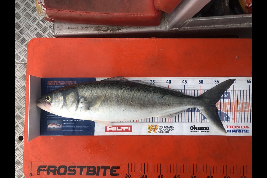 Jordan Froome caught this 54.5cm Kahawai at Patea  during The Hirepool Baitmates Fishing Comp