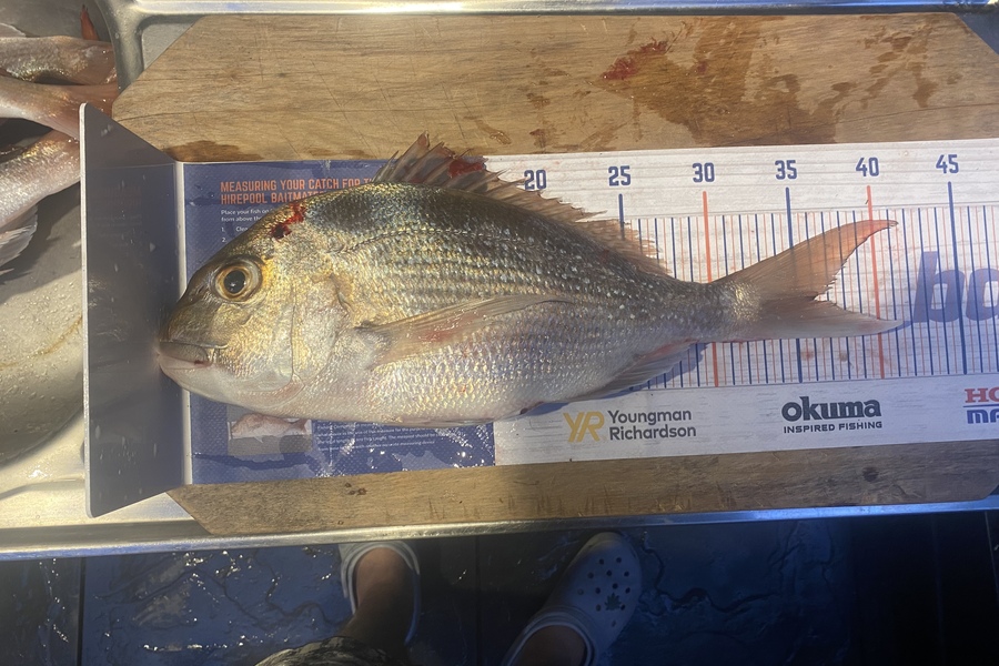 Shawn Beer caught this 36.0cm Snapper at Pauanui  during The Hirepool Baitmates Fishing Comp