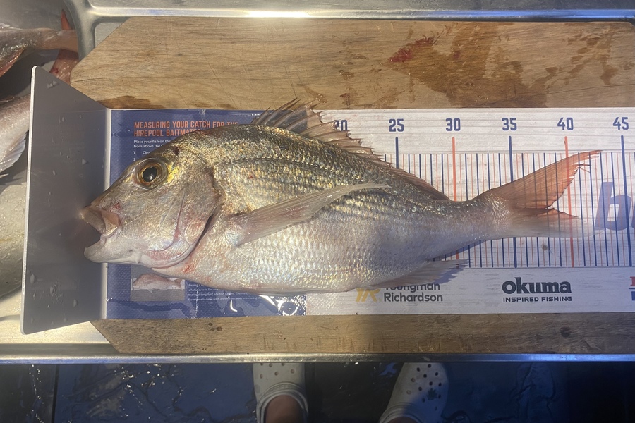 Blake Baird caught this 37.5cm Snapper at Pauanui  during The Hirepool Baitmates Fishing Comp