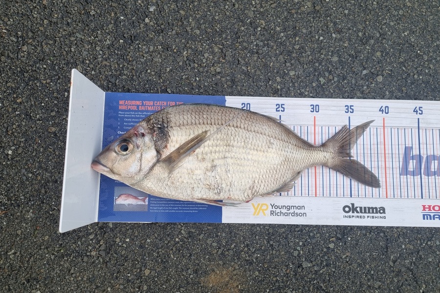 Curtis Parker caught this 35.0cm Tarakihi at Akaroa during The Hirepool Baitmates Fishing Comp