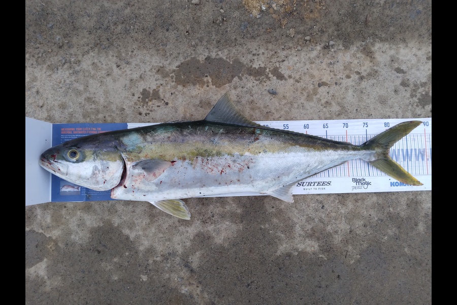 Daniel Blake Dean caught this 80.5cm Kingfish at Plimmerton wellington during The Hirepool Baitmates Fishing Comp