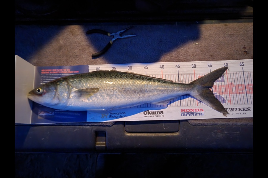 Will Ahomiro caught this 54.0cm Kahawai at Waimak mouth  during The Hirepool Baitmates Fishing Comp