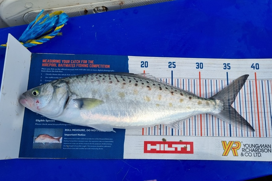 Bronwyn Langham caught this 35.0cm Kahawai at Tasman Bay during The Hirepool Baitmates Fishing Comp
