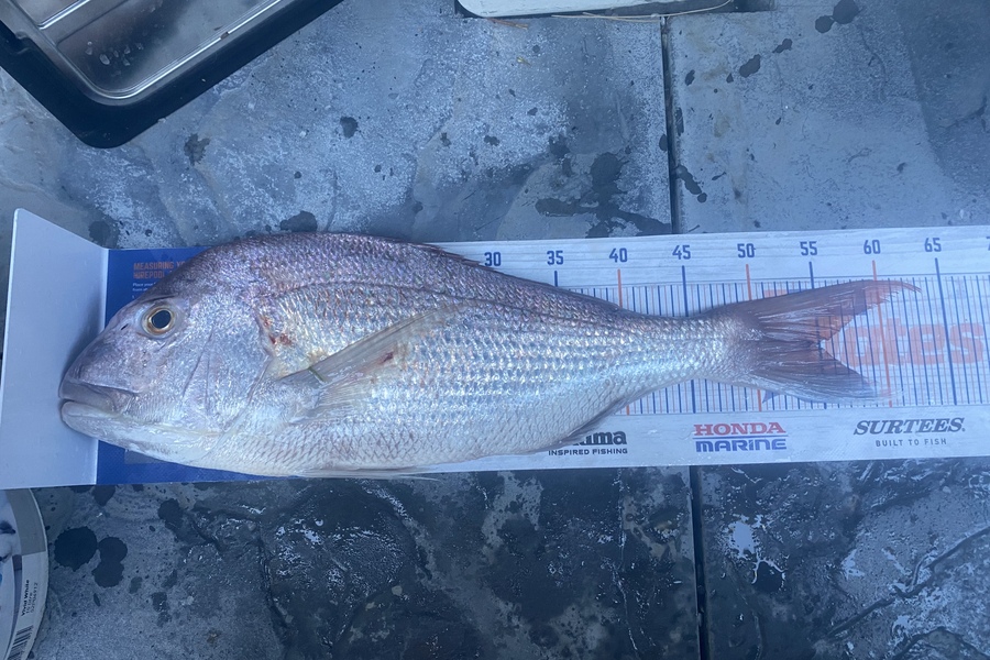 Shawn Beer caught this 54.5cm Snapper at Pauanui during The Hirepool Baitmates Fishing Comp