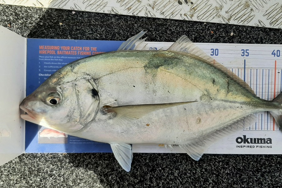 Mark Wickens caught this 42.5cm Trevally at Wellington harbour during The Hirepool Baitmates Fishing Comp