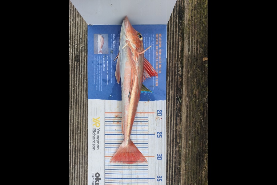 Nathan Lynn Watts caught this 31.5cm Gurnard at Wellington during The Hirepool Baitmates Fishing Comp