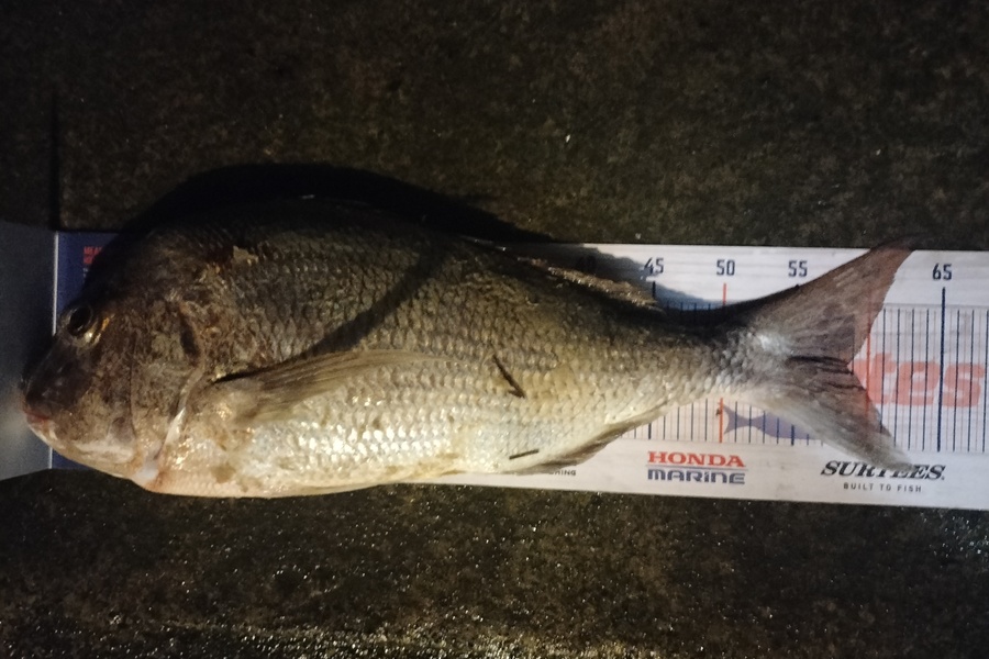 Mihi Tecklenburg caught this 58.5cm Snapper at Far North during The Hirepool Baitmates Fishing Comp