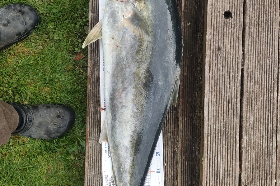Nathan Lynn Watts caught this 91.5cm Kingfish at Wellington during The Hirepool Baitmates Fishing Comp
