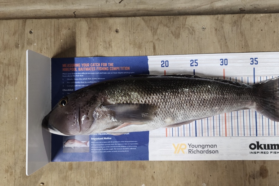 Myles Carson caught this 40.5cm Blue Cod at South coast wellington  during The Hirepool Baitmates Fishing Comp