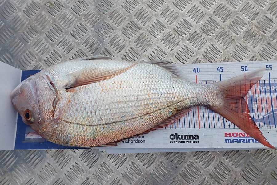 Jason Gray caught this 49.0cm Snapper at Himatangi Beach during The Hirepool Baitmates Fishing Comp