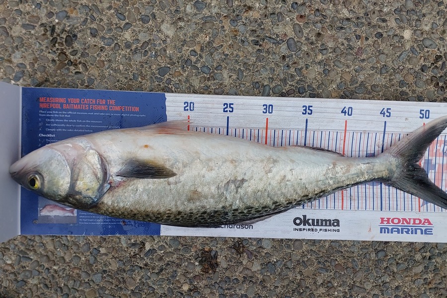 Jason Gray caught this 49.0cm Kahawai at Himatangi Beach during The Hirepool Baitmates Fishing Comp