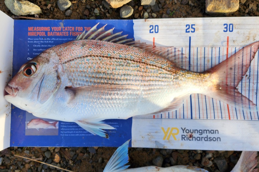 Gerry Espiritu caught this 31.0cm Snapper at Khandallah Wellington during The Hirepool Baitmates Fishing Comp
