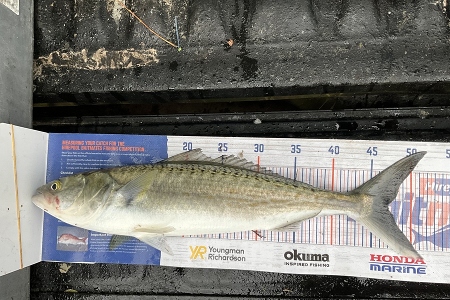 Stephen Heka caught this 47.0cm Kahawai at Far North  during The Hirepool Baitmates Fishing Comp