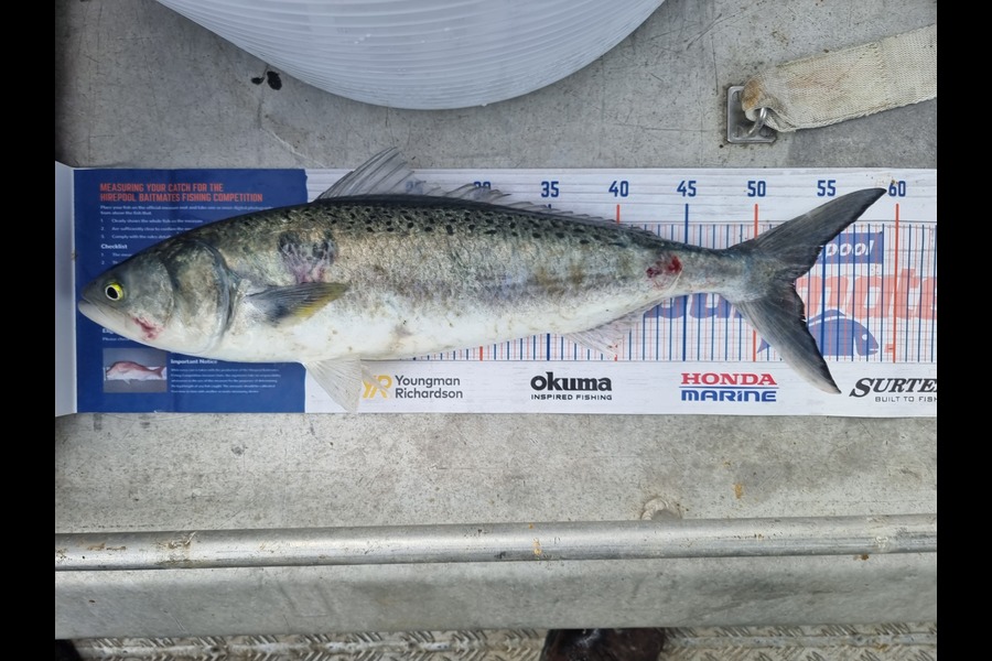 Phillip Rose caught this 52.5cm Kahawai at Golden Bay  during The Hirepool Baitmates Fishing Comp