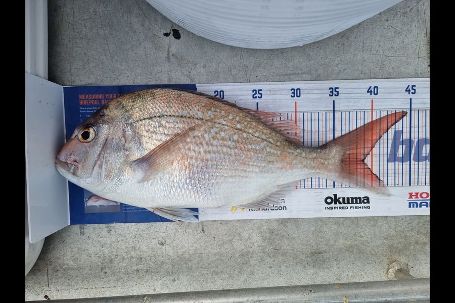 Phillip Rose caught this 39.0cm Snapper at Golden Bay  during The Hirepool Baitmates Fishing Comp