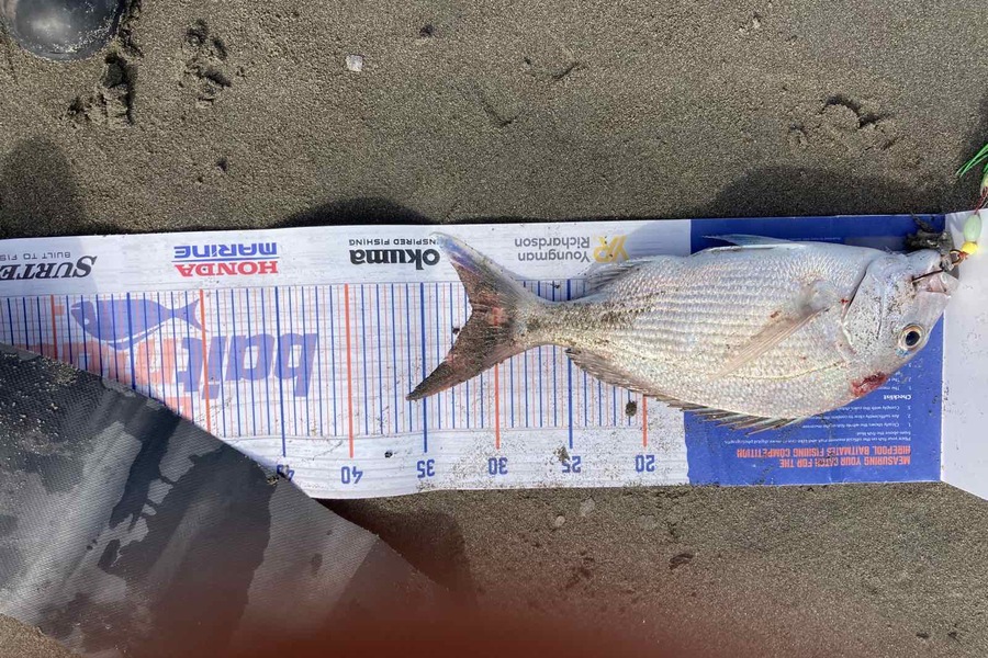Viv Radich caught this 31.5cm Snapper at Foxton during The Hirepool Baitmates Fishing Comp