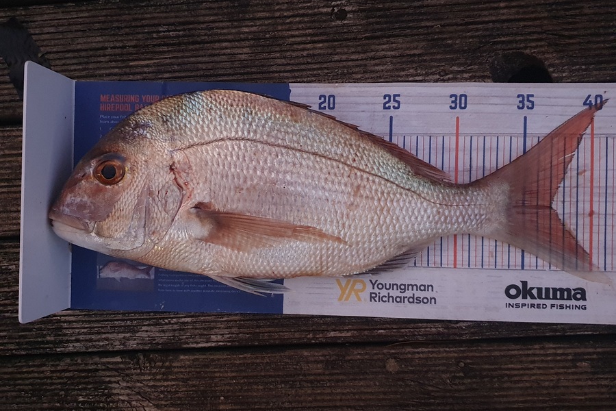 Yolande Jeffares caught this 37.0cm Snapper at Tasman Bay during The Hirepool Baitmates Fishing Comp