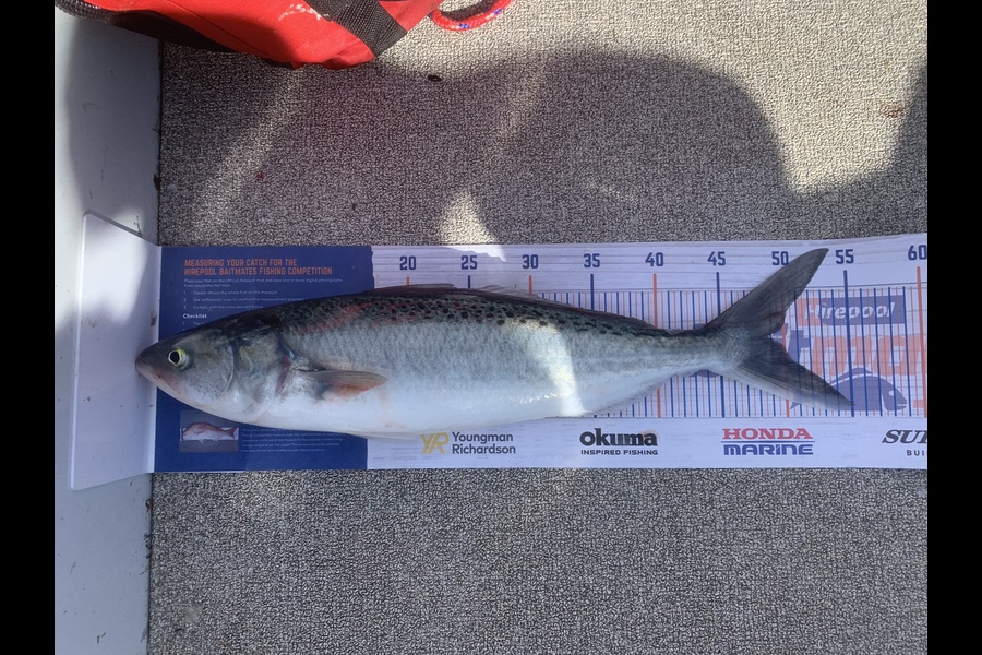 Aaron Johnston caught this 48.5cm Kahawai at Raumati  during The Hirepool Baitmates Fishing Comp