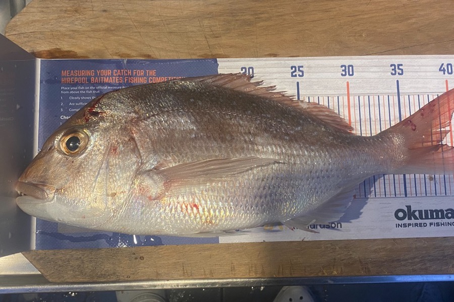 Melissa Mobbs caught this 38.5cm Snapper at Pauanui  during The Hirepool Baitmates Fishing Comp