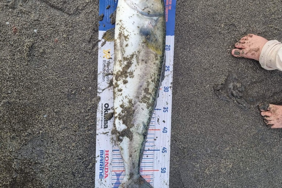 Troy Rosson caught this 57.0cm Kahawai at Kapiti  during The Hirepool Baitmates Fishing Comp