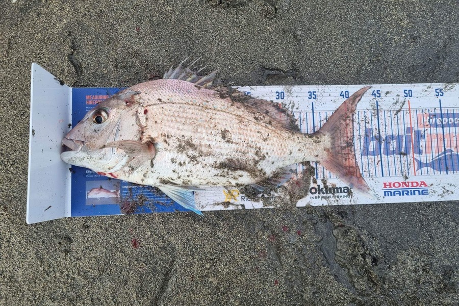 Troy Rosson caught this 40.5cm Snapper at Kapiti  during The Hirepool Baitmates Fishing Comp