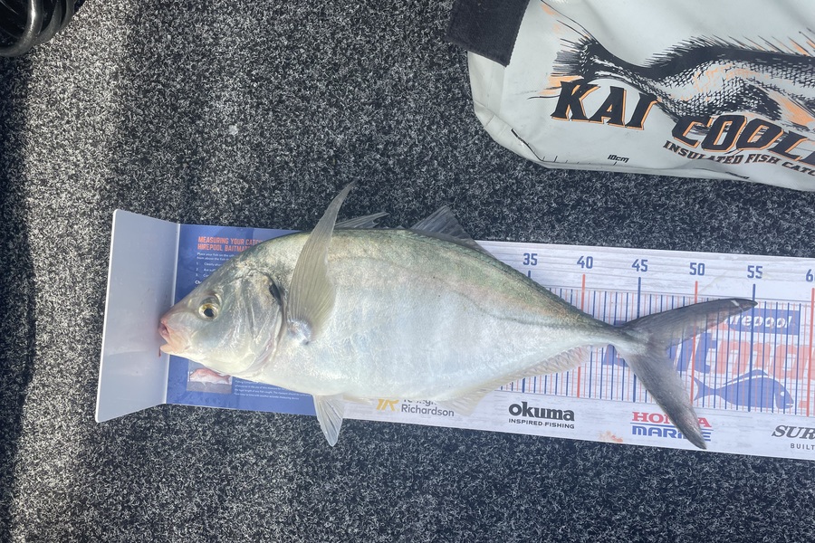 Tim Smith caught this 47.5cm Trevally at Marlborough Sounds during The Hirepool Baitmates Fishing Comp