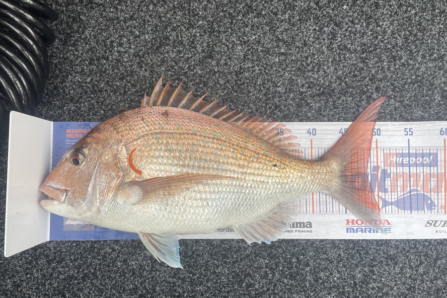 Tim Smith caught this 48.0cm Snapper at Marlborough Sounds during The Hirepool Baitmates Fishing Comp