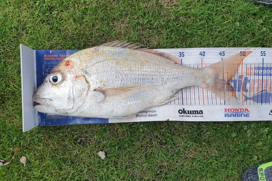 Loretta Ford caught this 46.0cm Snapper at Omaio during The Hirepool Baitmates Fishing Comp
