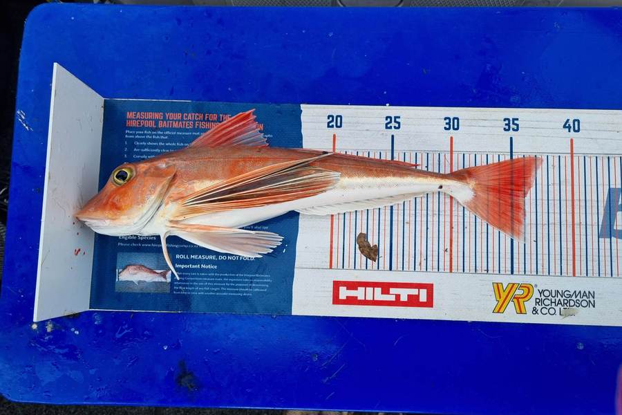 Stacey Gillespie caught this 36.0cm Gurnard at Tasman Bay during The Hirepool Baitmates Fishing Comp