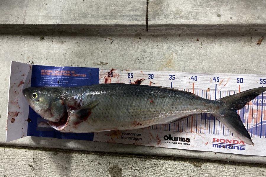 Gary Allan caught this 49.0cm Kahawai at Wellington during The Hirepool Baitmates Fishing Comp