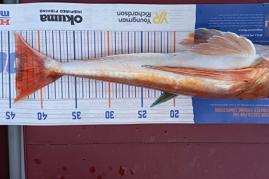 Joe Ryan caught this 43.5cm Gurnard at Raglan during The Hirepool Baitmates Fishing Comp