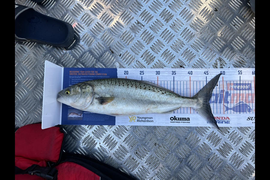 Mohammed Subbir caught this 45.5cm Kahawai at Waikato River Entrance during The Hirepool Baitmates Fishing Comp