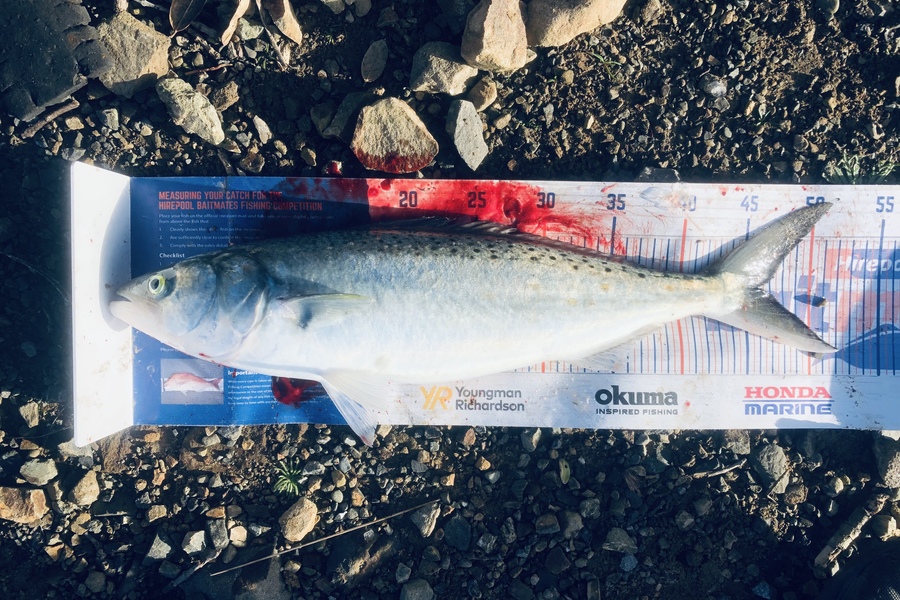 Hubs Gumen caught this 46.0cm Kahawai at Wellington Harbour during The Hirepool Baitmates Fishing Comp