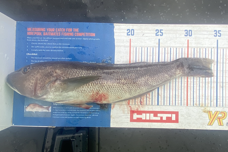 Shawn Beer caught this 33.5cm Blue Cod at Pauanui during The Hirepool Baitmates Fishing Comp