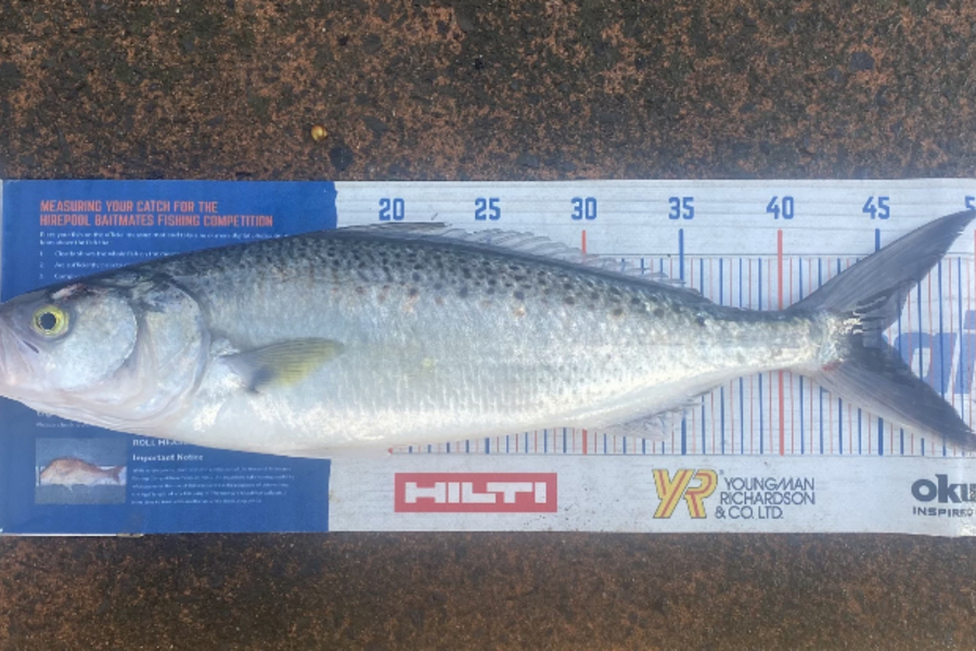 Blake Baird caught this 45.0cm Kahawai at Pauanui  during The Hirepool Baitmates Fishing Comp
