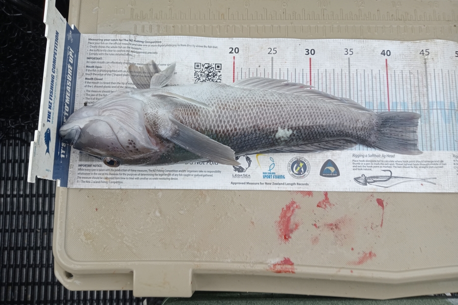 Matt May caught this 43.5cm Blue Cod at Canterbury during The Hirepool Baitmates Fishing Comp