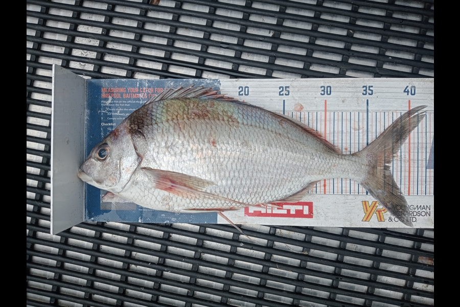 Matt May caught this 37.5cm Tarakihi at Canterbury during The Hirepool Baitmates Fishing Comp