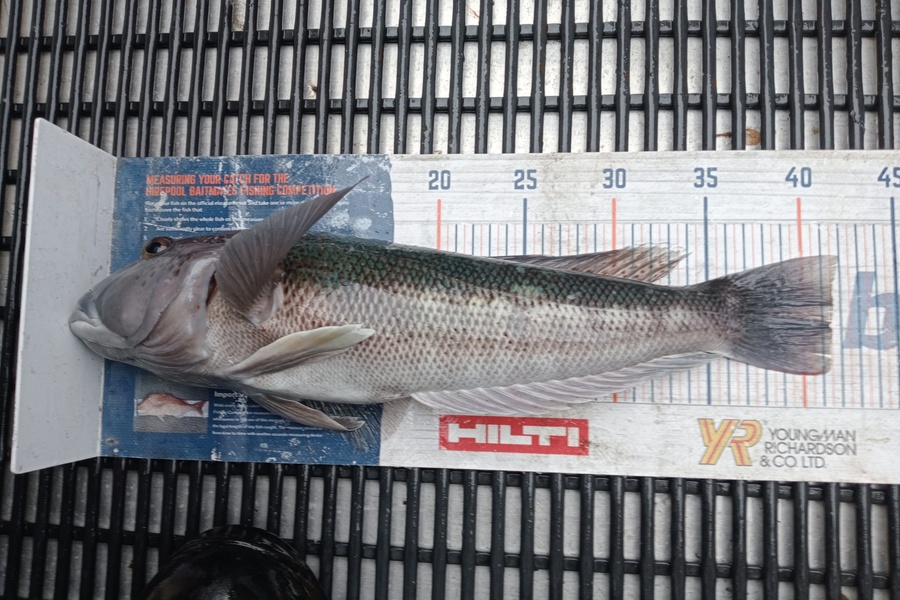 Matt May caught this 41.5cm Blue Cod at Canterbury during The Hirepool Baitmates Fishing Comp