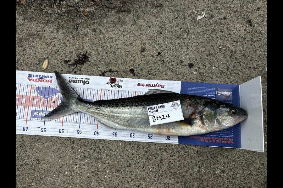 Scott Taylor caught this 50.5cm Kahawai at Bay of Plenty during The Hirepool Baitmates Fishing Comp