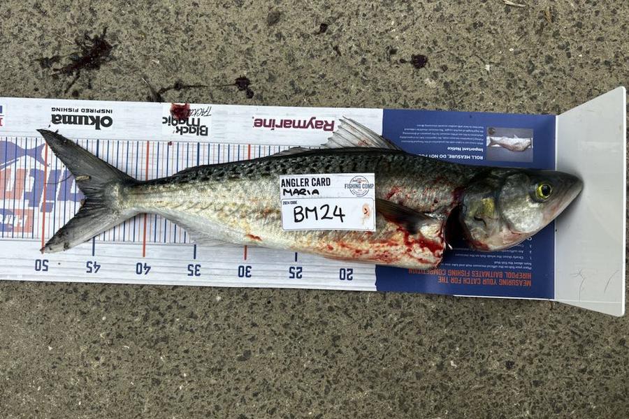 Maria Livingstone caught this 44cm Kahawai at Bay of Plenty during The Hirepool Baitmates Fishing Comp