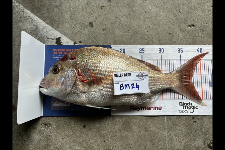 Hayden Owen caught this 37.5cm Snapper at Taranaki during The Hirepool Baitmates Fishing Comp