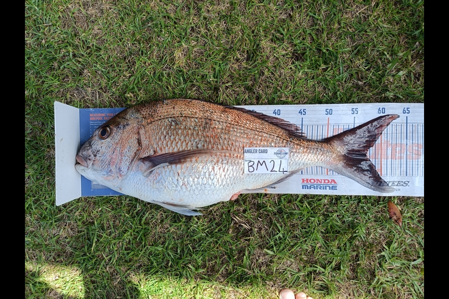 Joel Davies caught this 57.0cm Snapper at Northland during The Hirepool Baitmates Fishing Comp