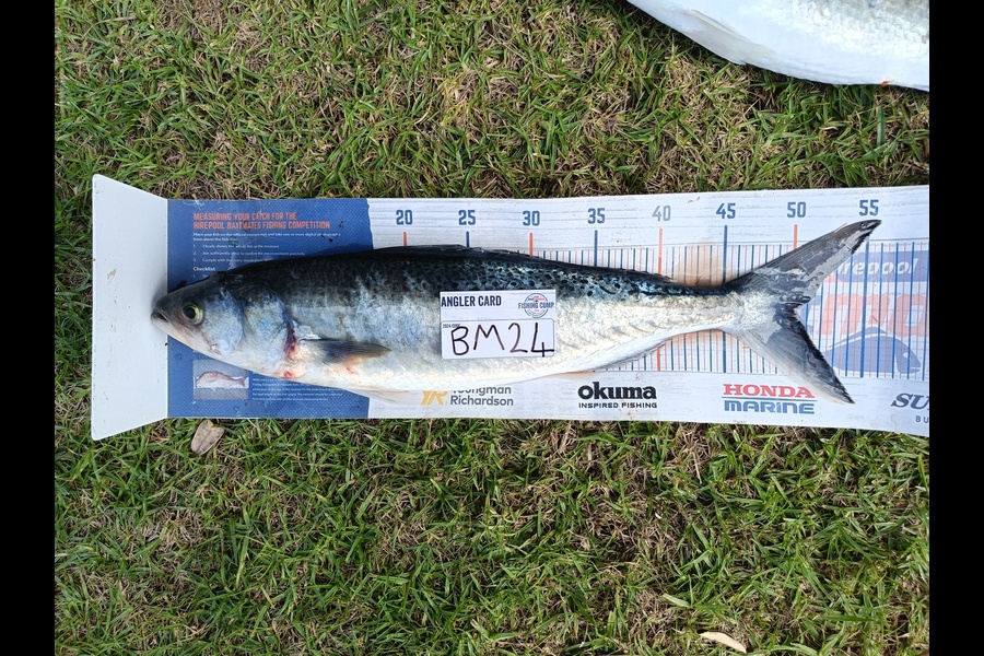 Joel Davies caught this 50.0cm Kahawai at Northland during The Hirepool Baitmates Fishing Comp