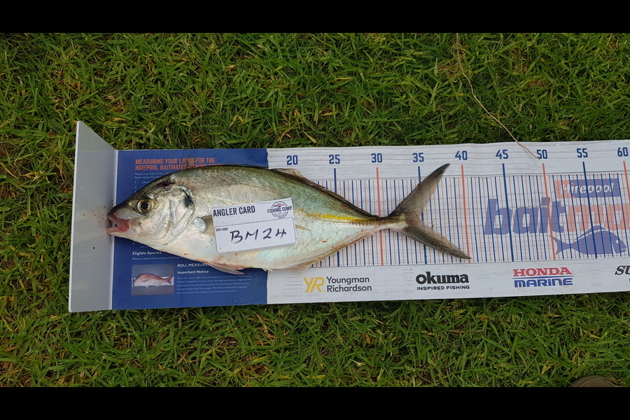 Gary Newland caught this 34.5cm Trevally at Coromandel during The Hirepool Baitmates Fishing Comp