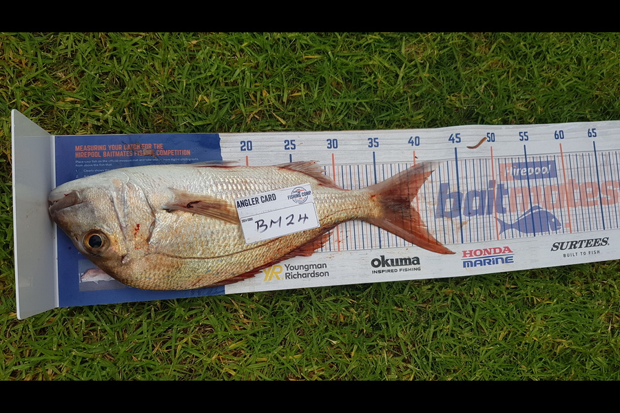 Craig Newland caught this 39.0cm Snapper at Coromandel during The Hirepool Baitmates Fishing Comp
