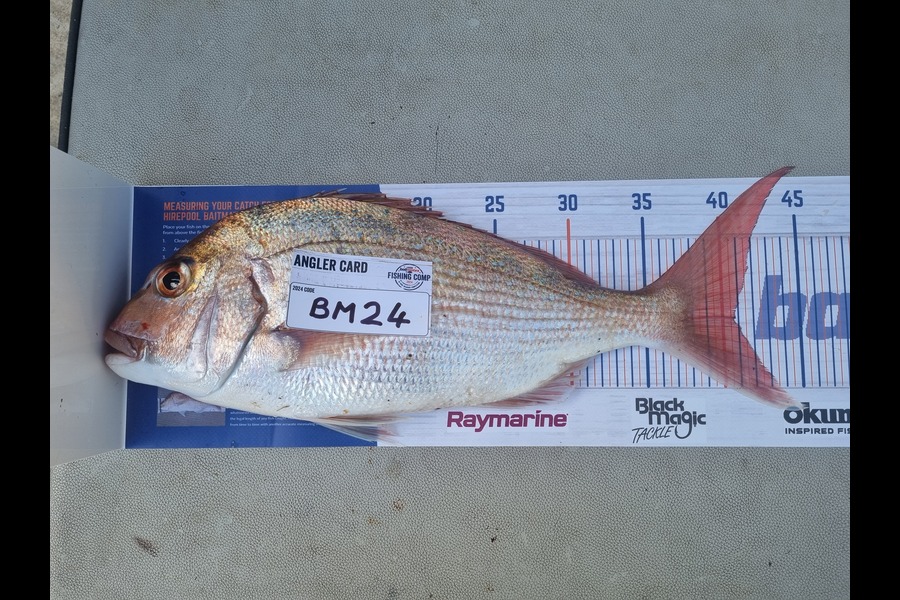 Steven Snow caught this 40.5cm Snapper at Bay of Plenty during The Hirepool Baitmates Fishing Comp