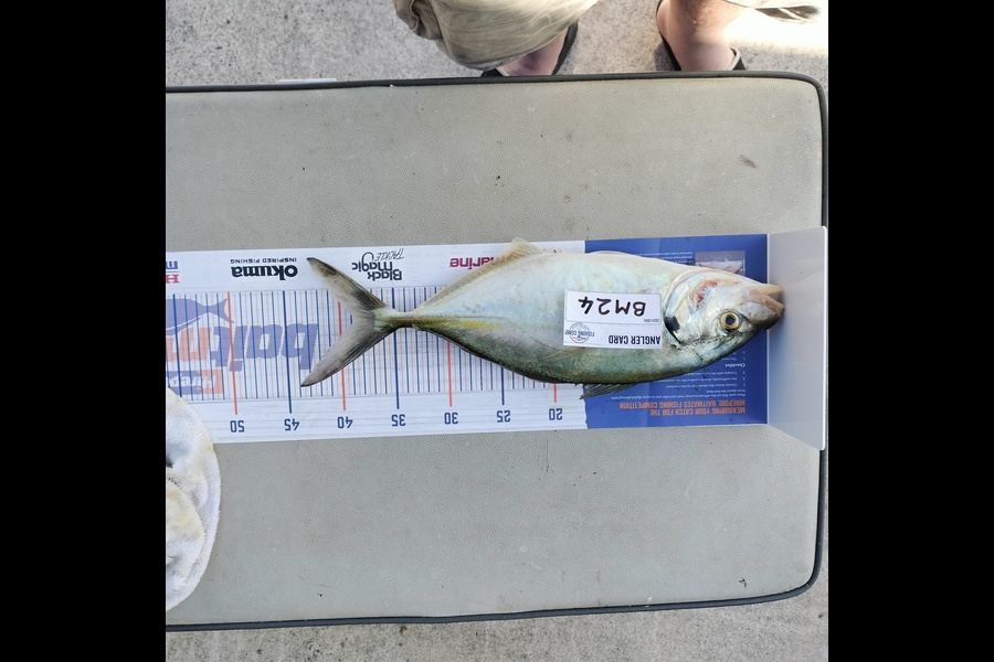Aaron Moore caught this 38.5cm Trevally at Bay of Plenty during The Hirepool Baitmates Fishing Comp