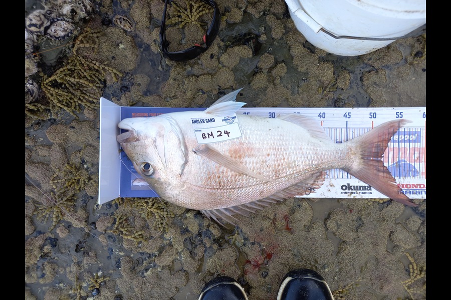 Gary Mulder caught this 51.5cm Snapper at Auckland during The Hirepool Baitmates Fishing Comp